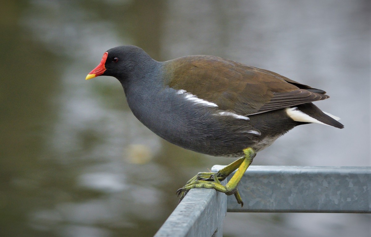 Eurasian Moorhen - ML394310351