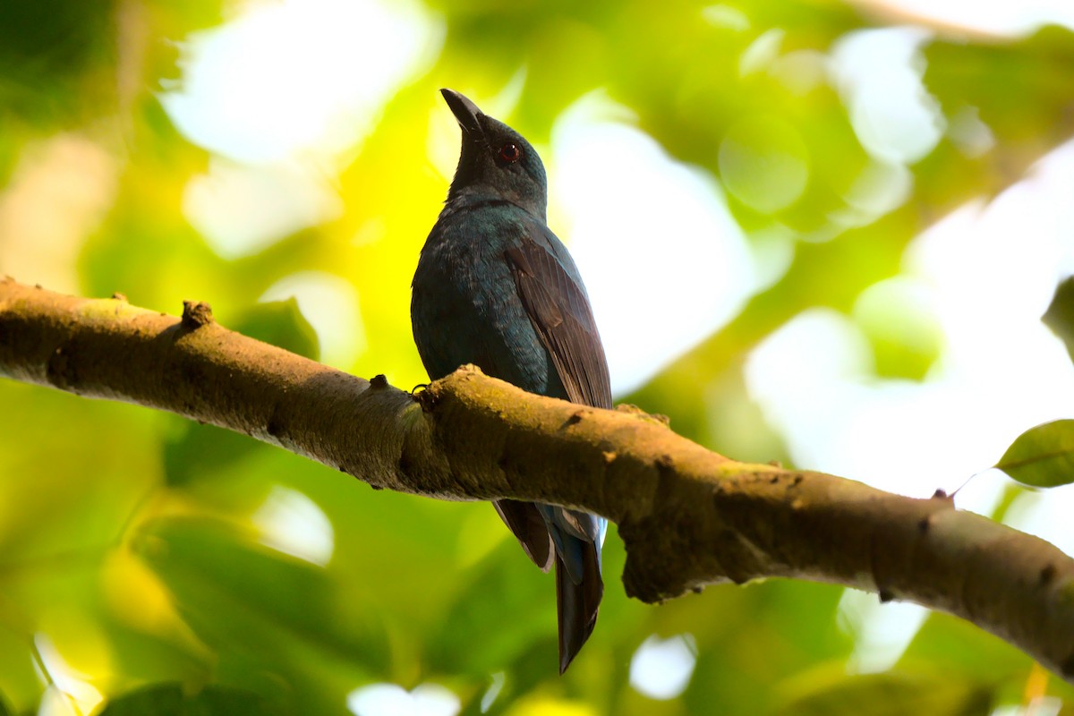 Asian Fairy-bluebird - ML394312841