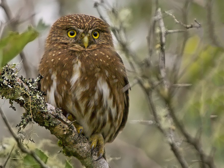 Ferruginous Pygmy-Owl