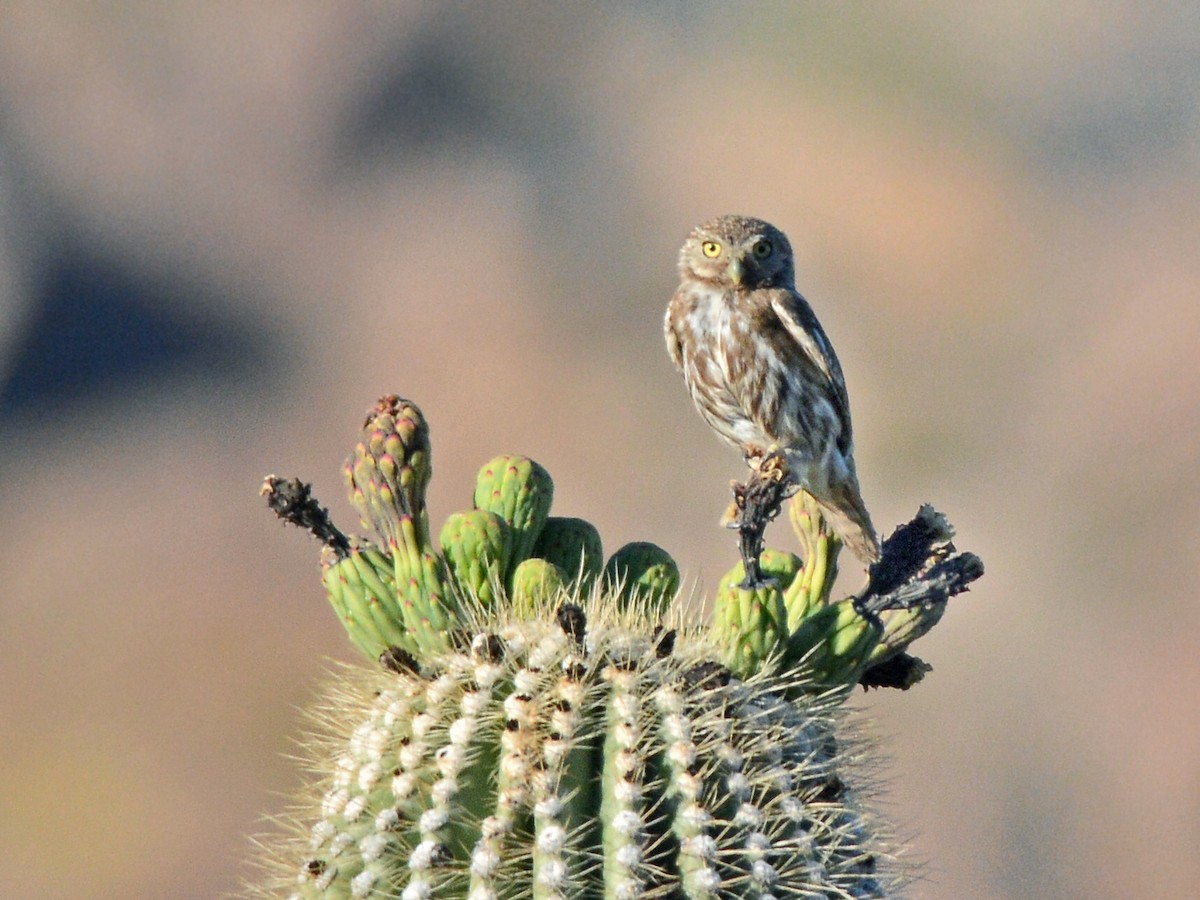 Ferruginous Pygmy-Owl