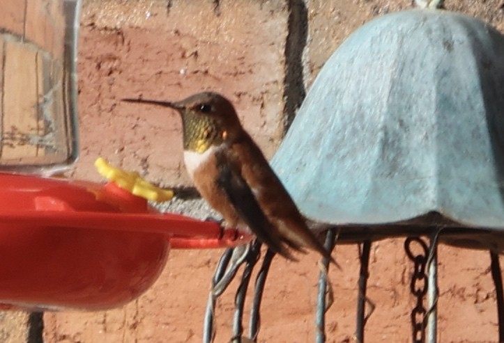 Rufous Hummingbird - ML394313471