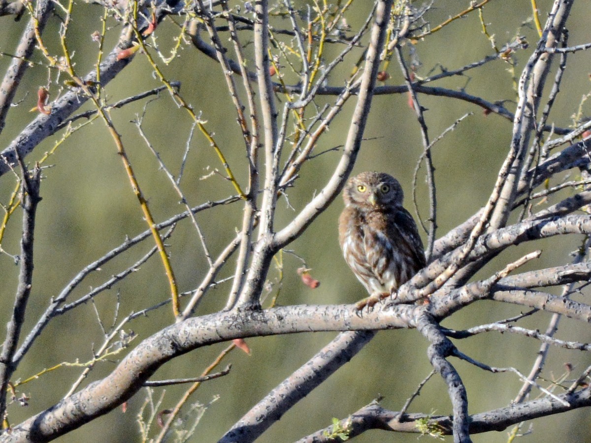 Ferruginous Pygmy-Owl