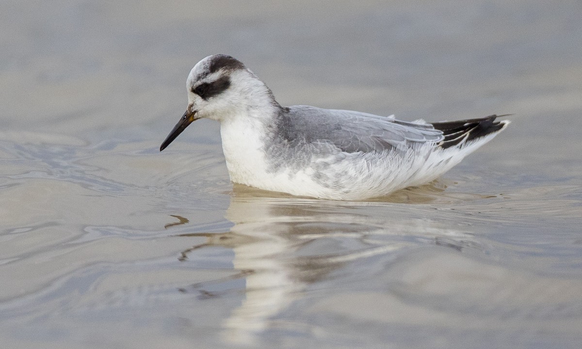 Red Phalarope - Chris Wood