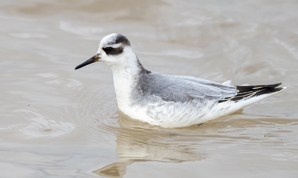 Red Phalarope - Chris Wood