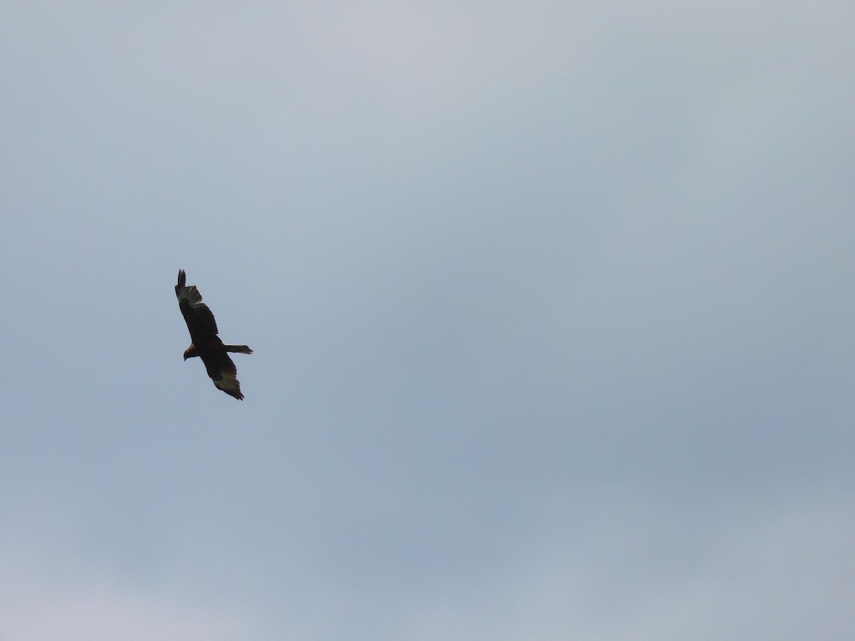 Swamp Harrier - ML394316831