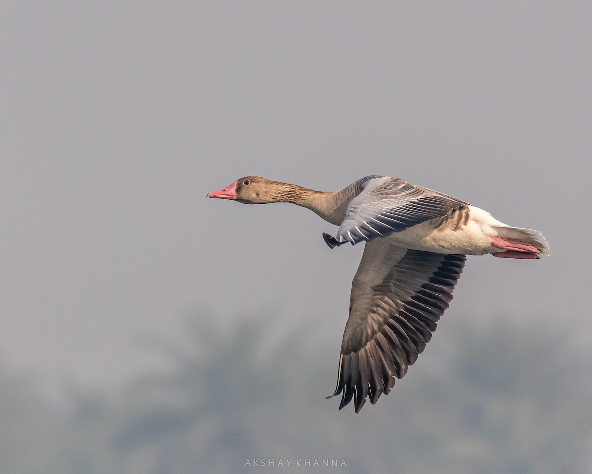 Graylag Goose - ML394316961