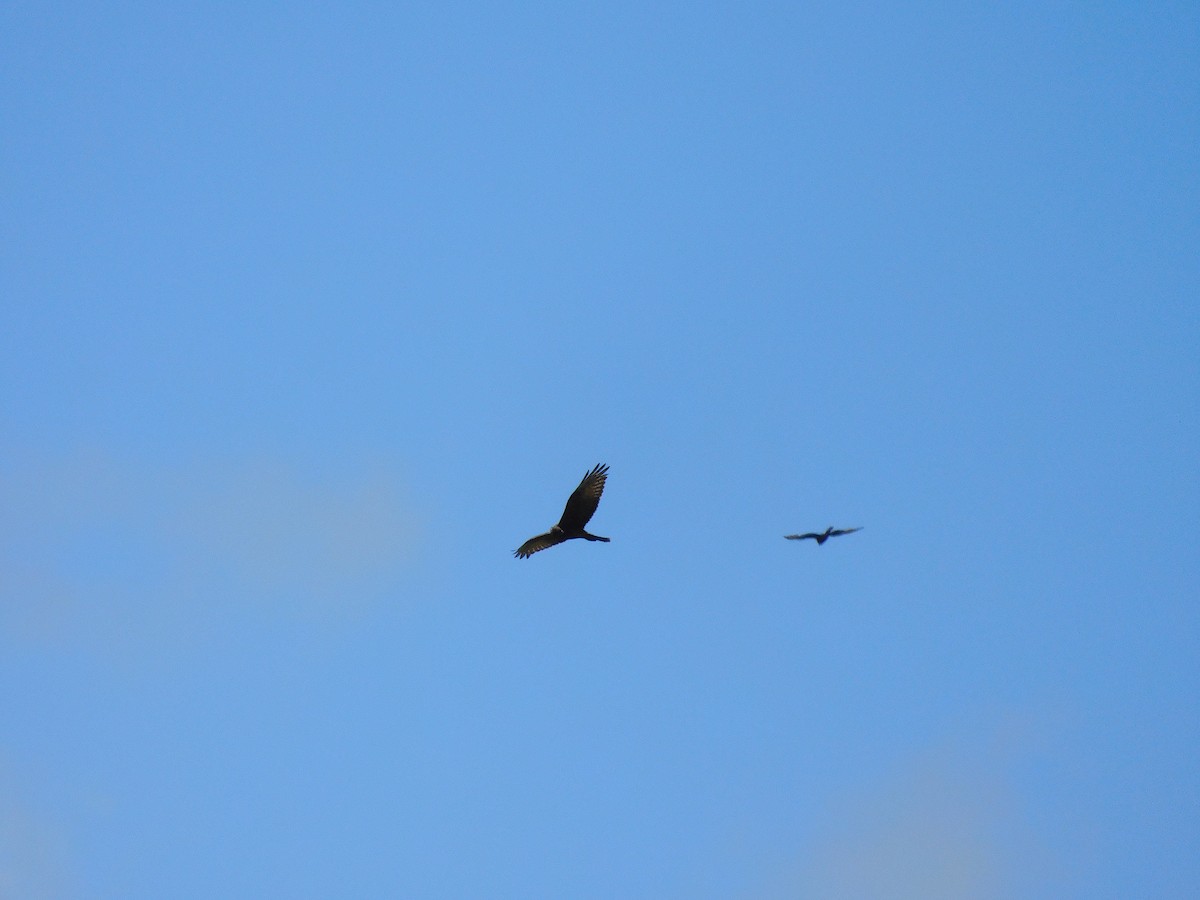 Swamp Harrier - ML394317191