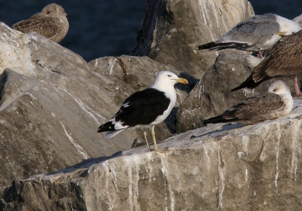 Kelp Gull - ML394317281