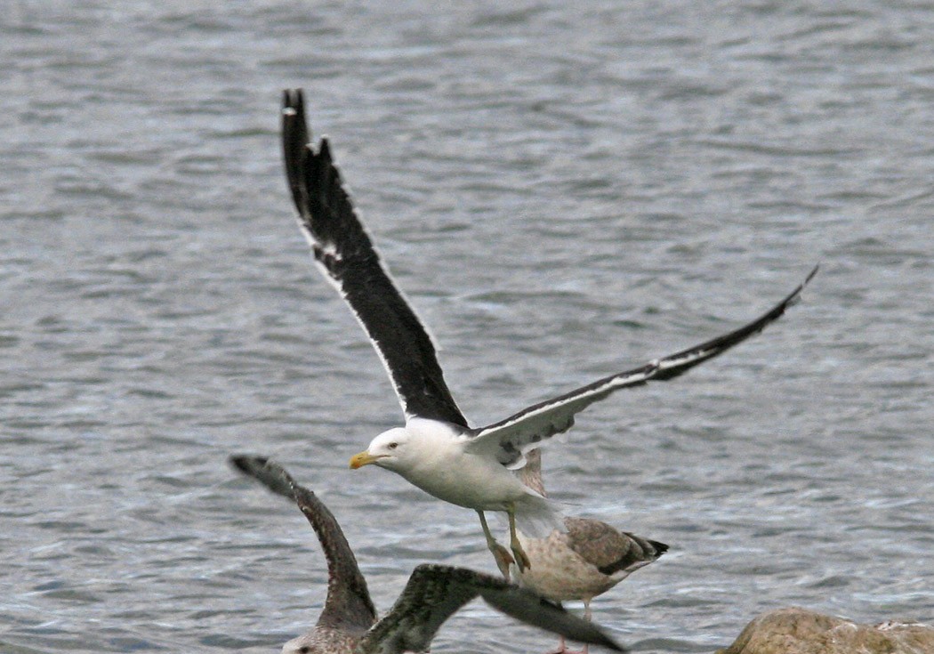 Kelp Gull - ML394317411