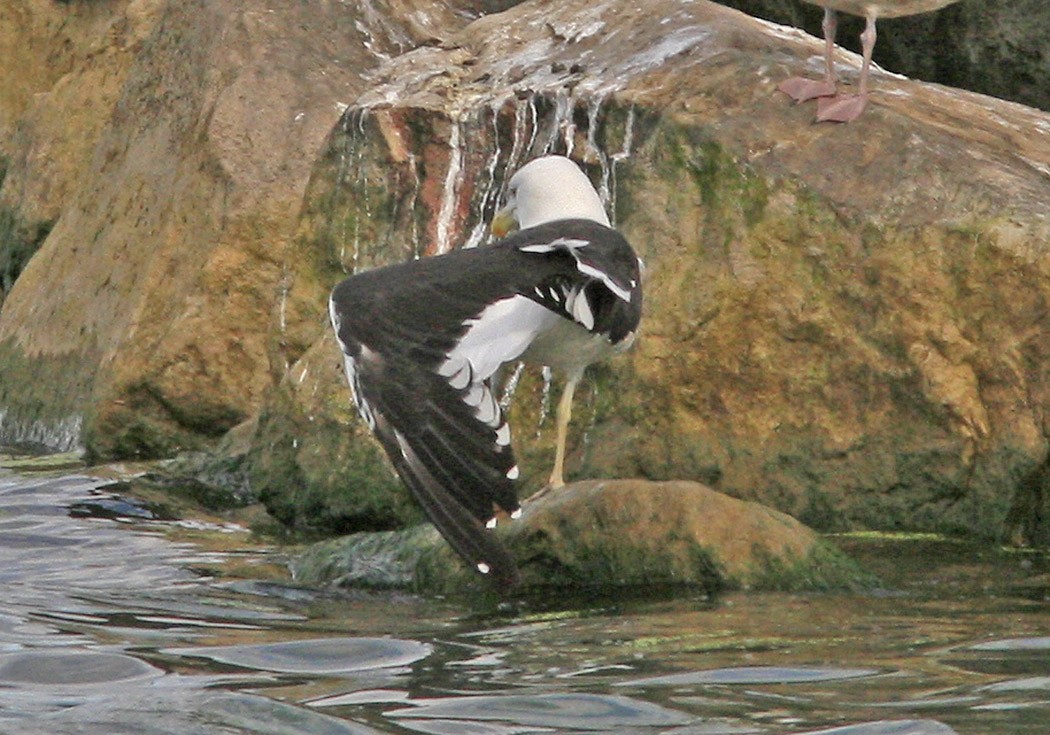 Kelp Gull - ML394317421