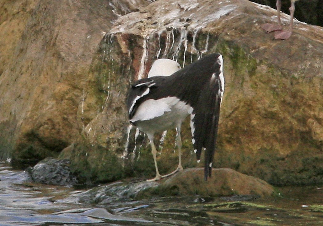 Kelp Gull - ML394317431