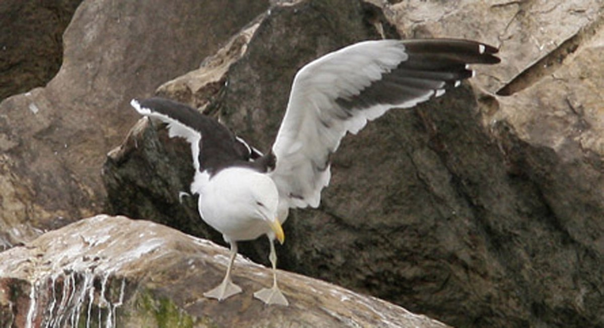 Kelp Gull - ML394317451