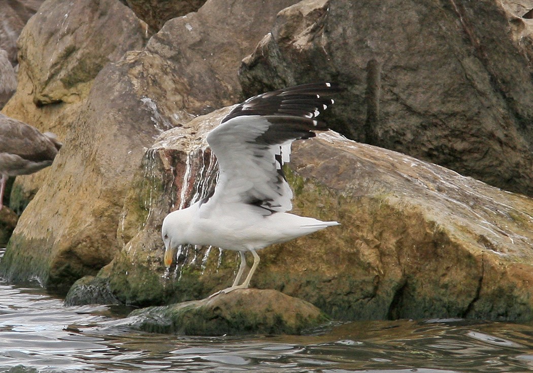 Kelp Gull - ML394317461