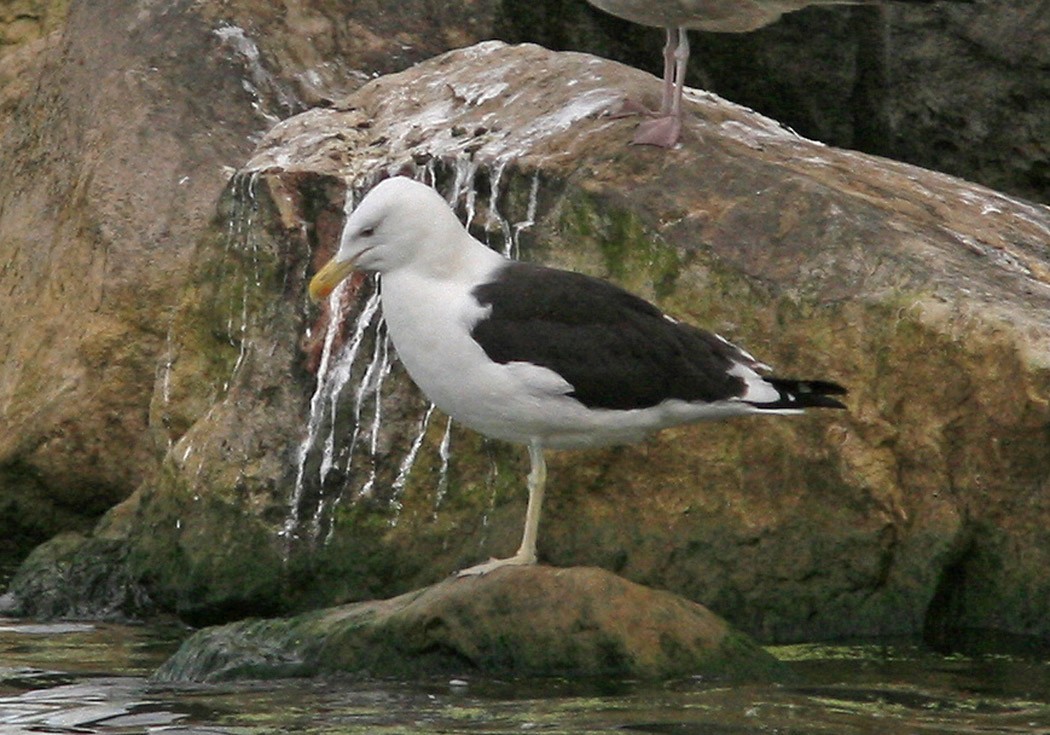 Kelp Gull - ML394317471