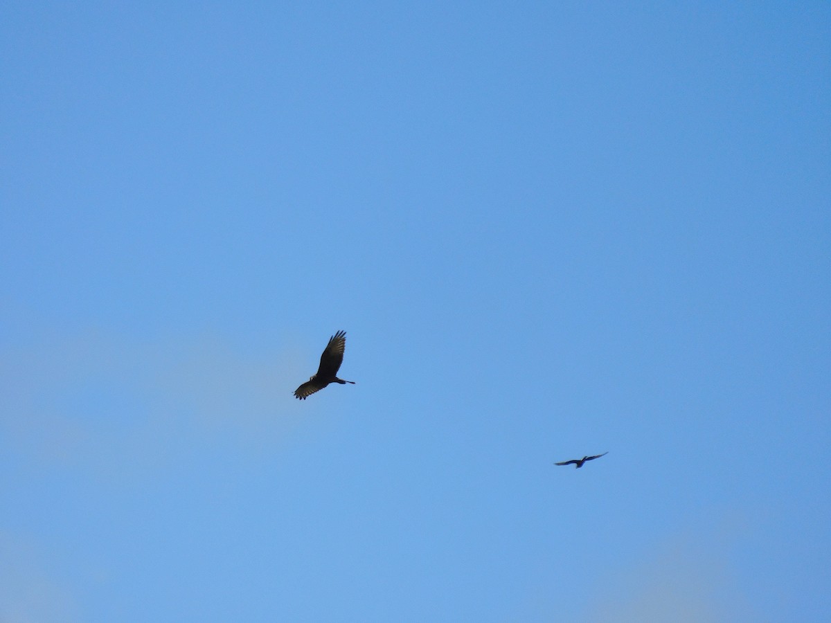 Swamp Harrier - ML394317511