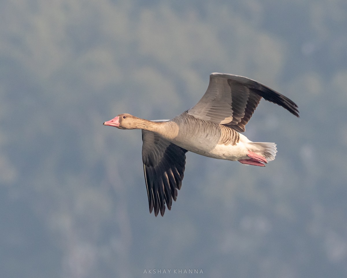 Graylag Goose - ML394317831