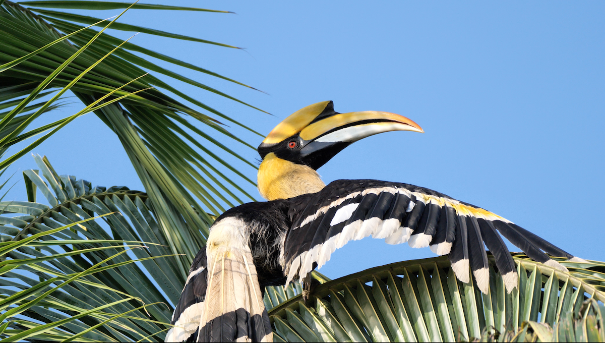 Great Hornbill - ML394317871