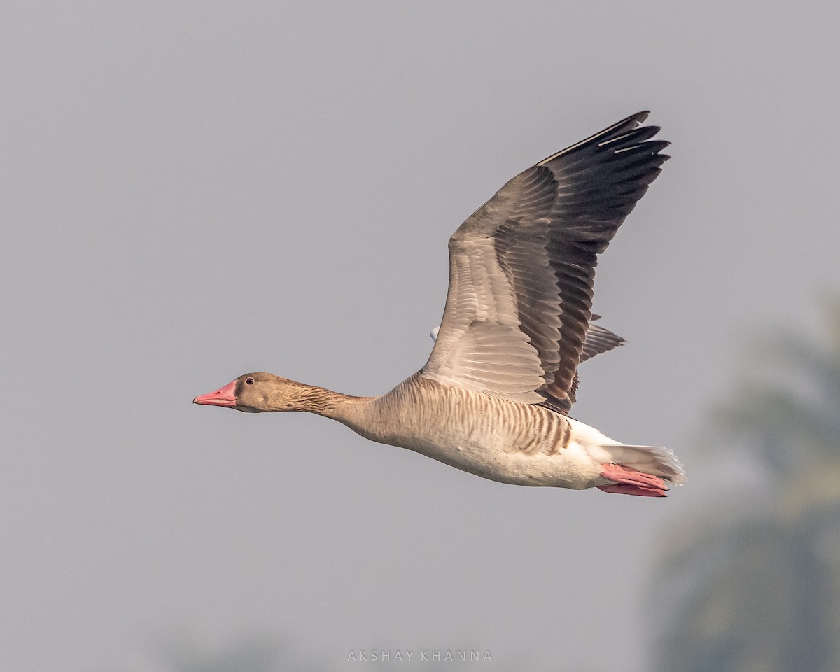 Graylag Goose - ML394317991