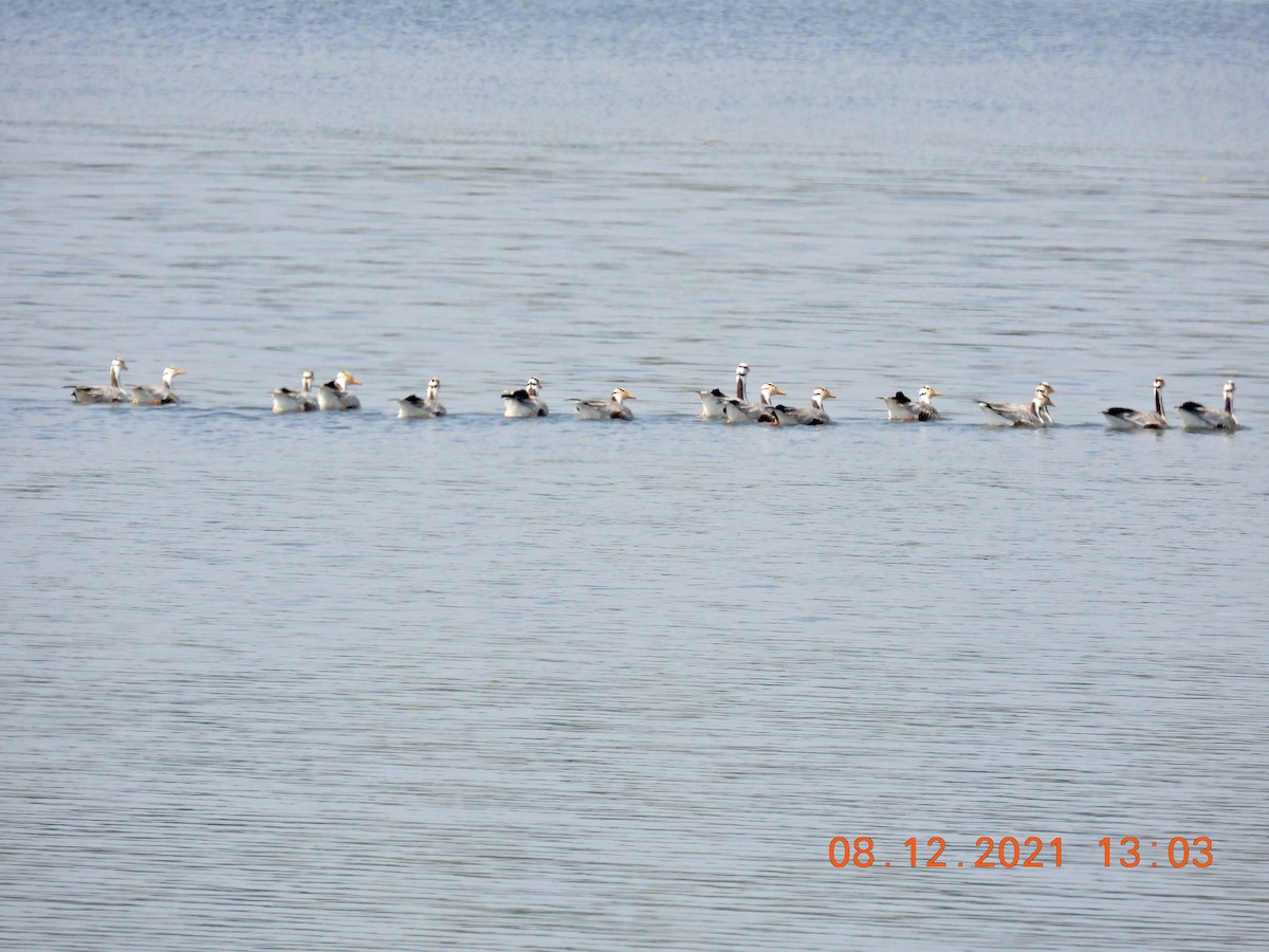 Bar-headed Goose - ML394318341