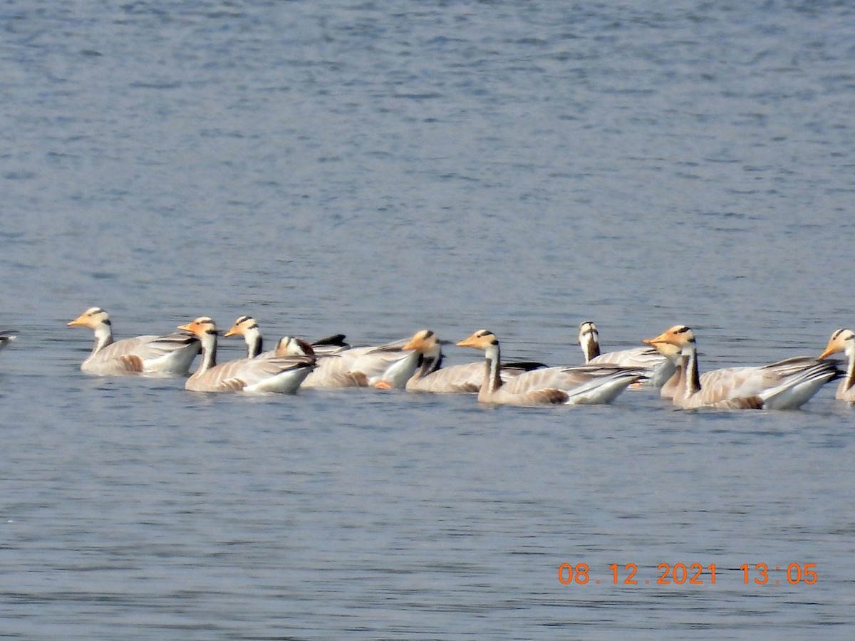 Bar-headed Goose - ML394318441