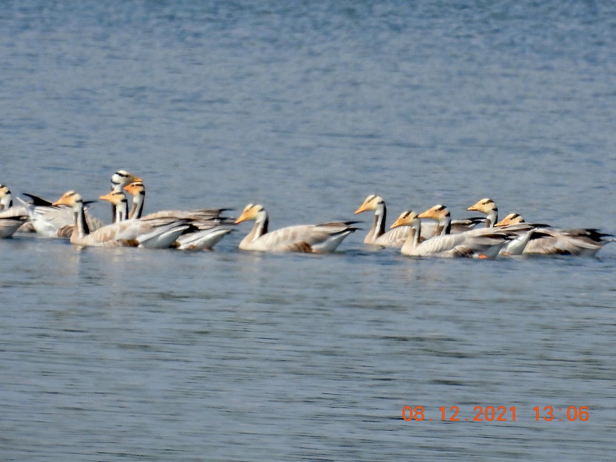 Bar-headed Goose - ML394318501