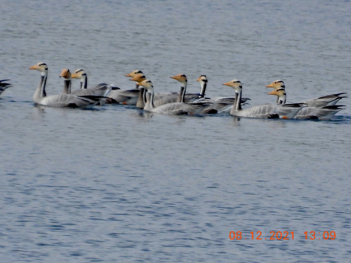 Bar-headed Goose - ML394318611