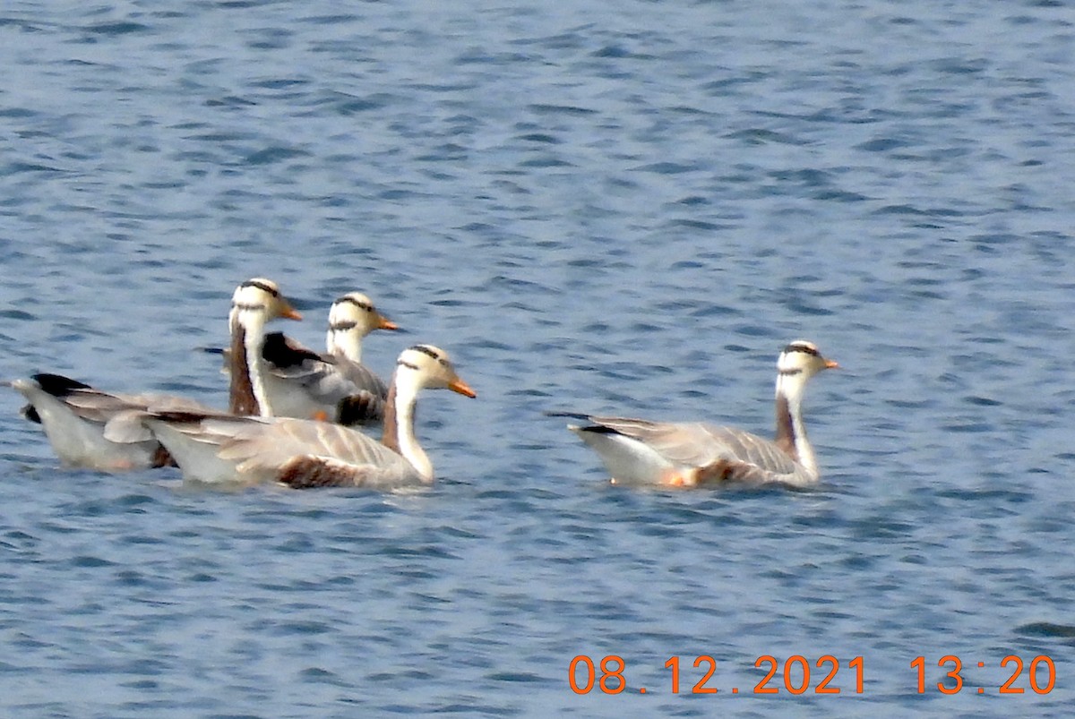 Bar-headed Goose - ML394318871