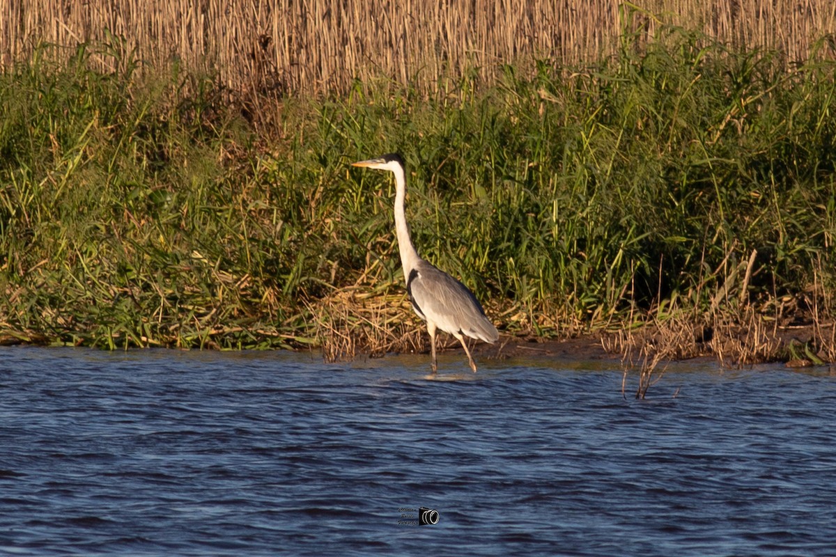 Cocoi Heron - ML394322151