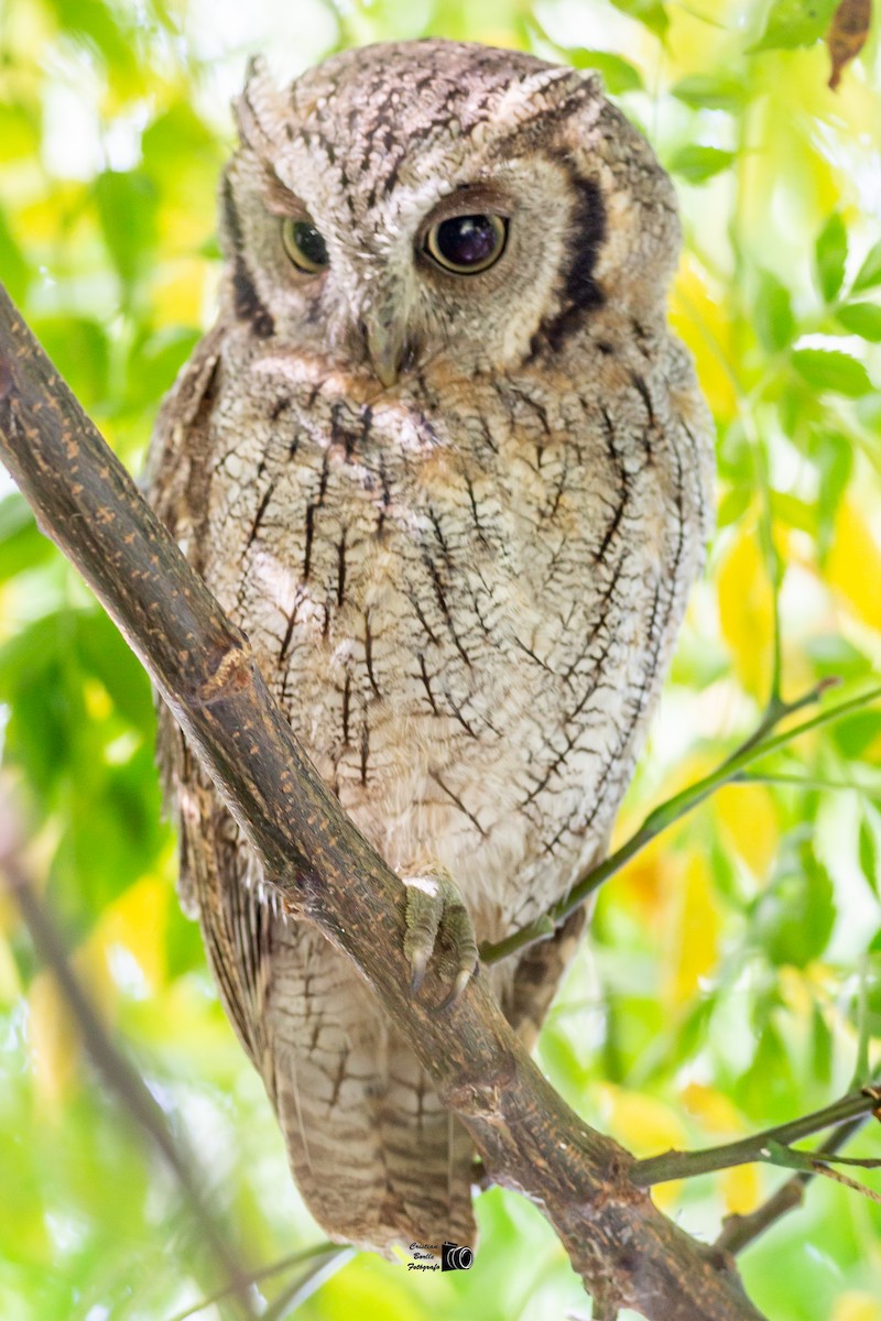 Tropical Screech-Owl - Cristián Víctor Borlle