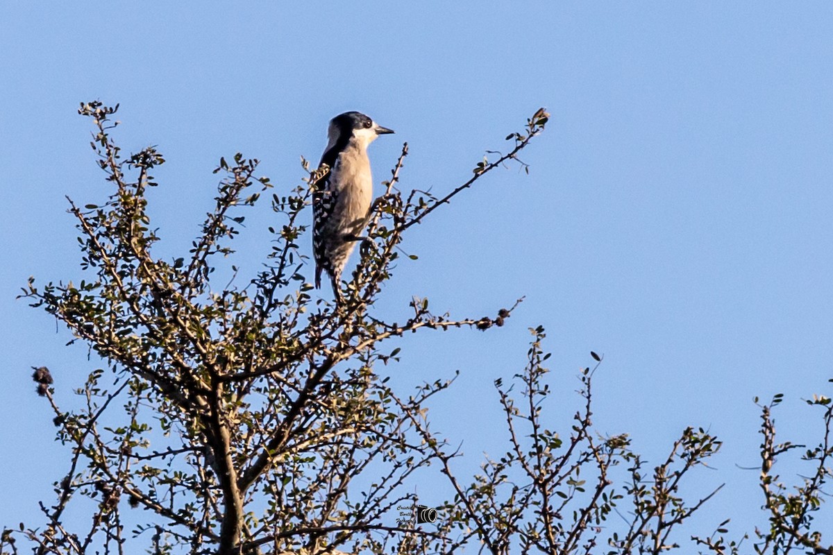 White-fronted Woodpecker - ML394323151