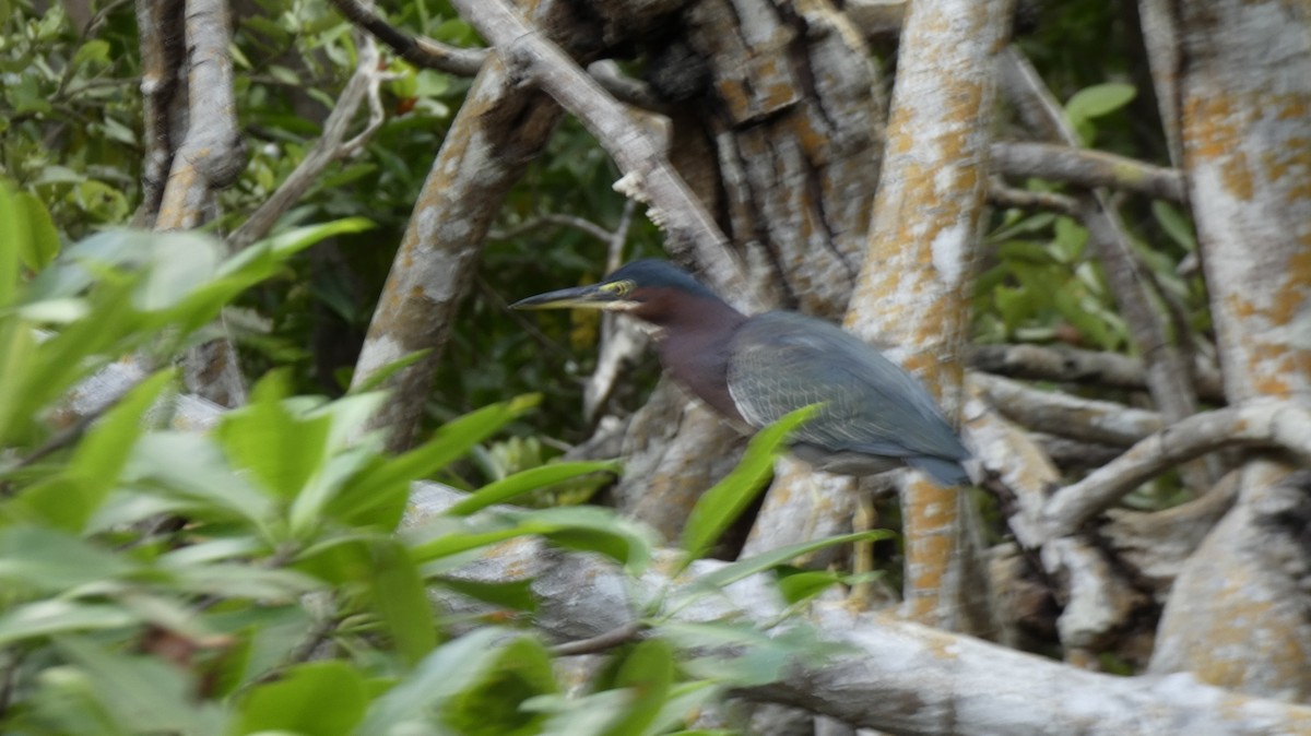 Green Heron - ML394325931