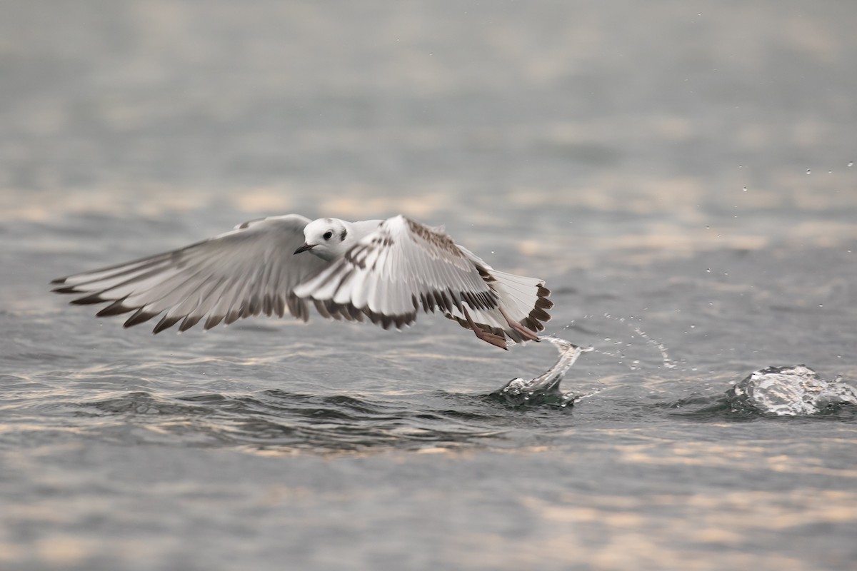 Bonaparte's Gull - Eric Ellingson