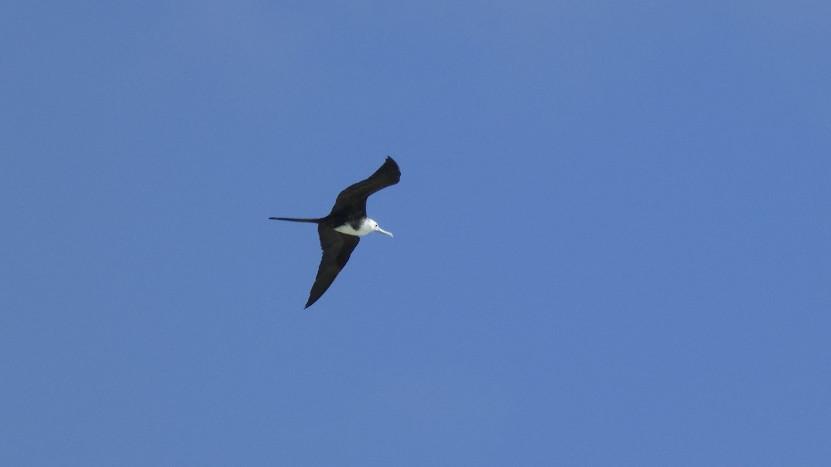 Magnificent Frigatebird - ML394326301