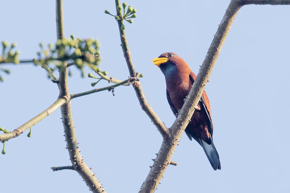 Carraca Gorjiazul - ML394326891