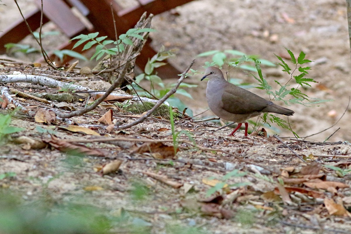 Gray-chested Dove - ML394326911