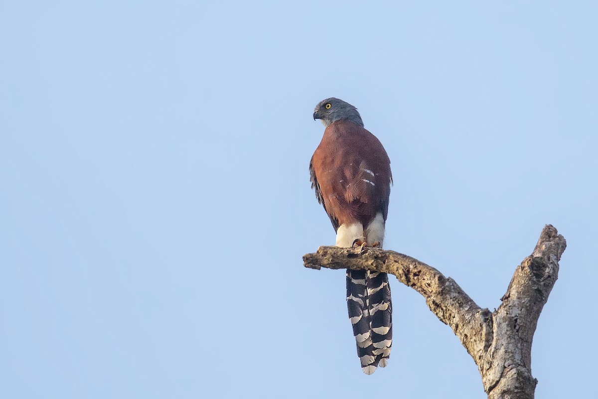 Long-tailed Hawk - ML394326981