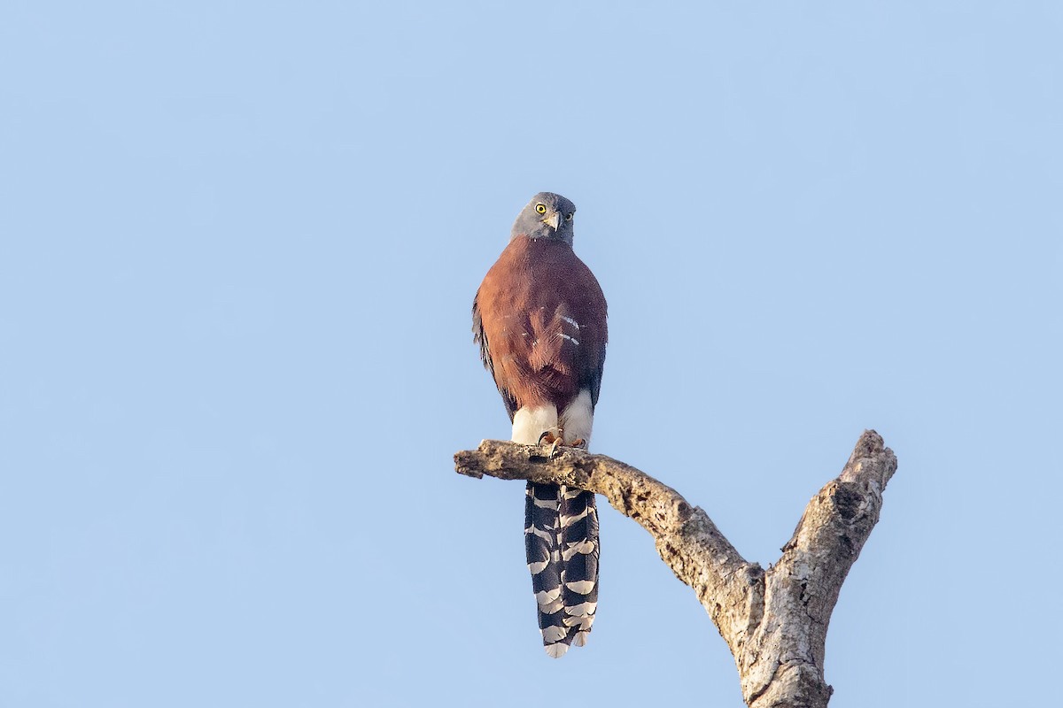 Long-tailed Hawk - ML394326991