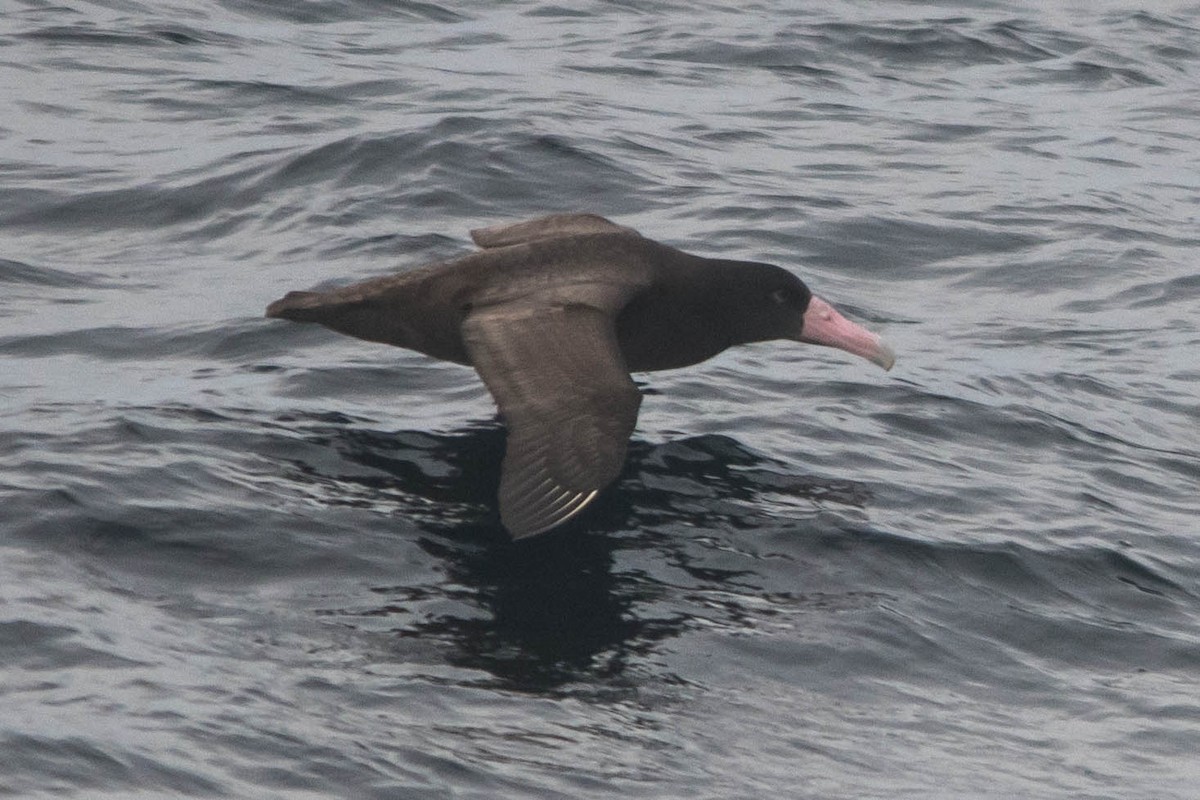 Short-tailed Albatross - ML394329141