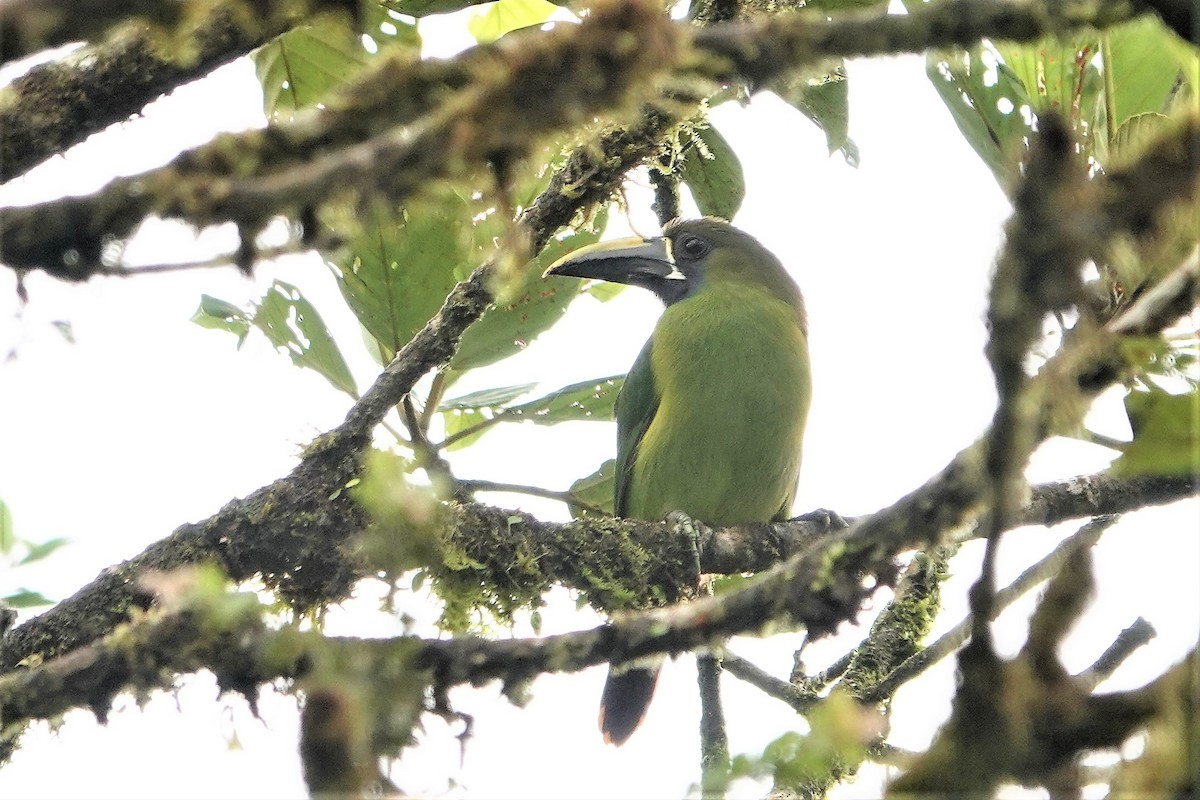 Northern Emerald-Toucanet - ML394329581