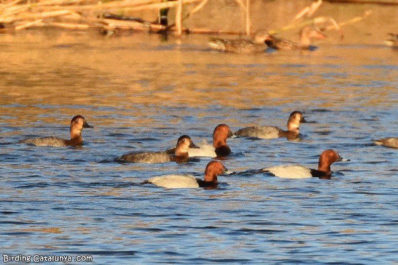 Common Pochard - ML394330161