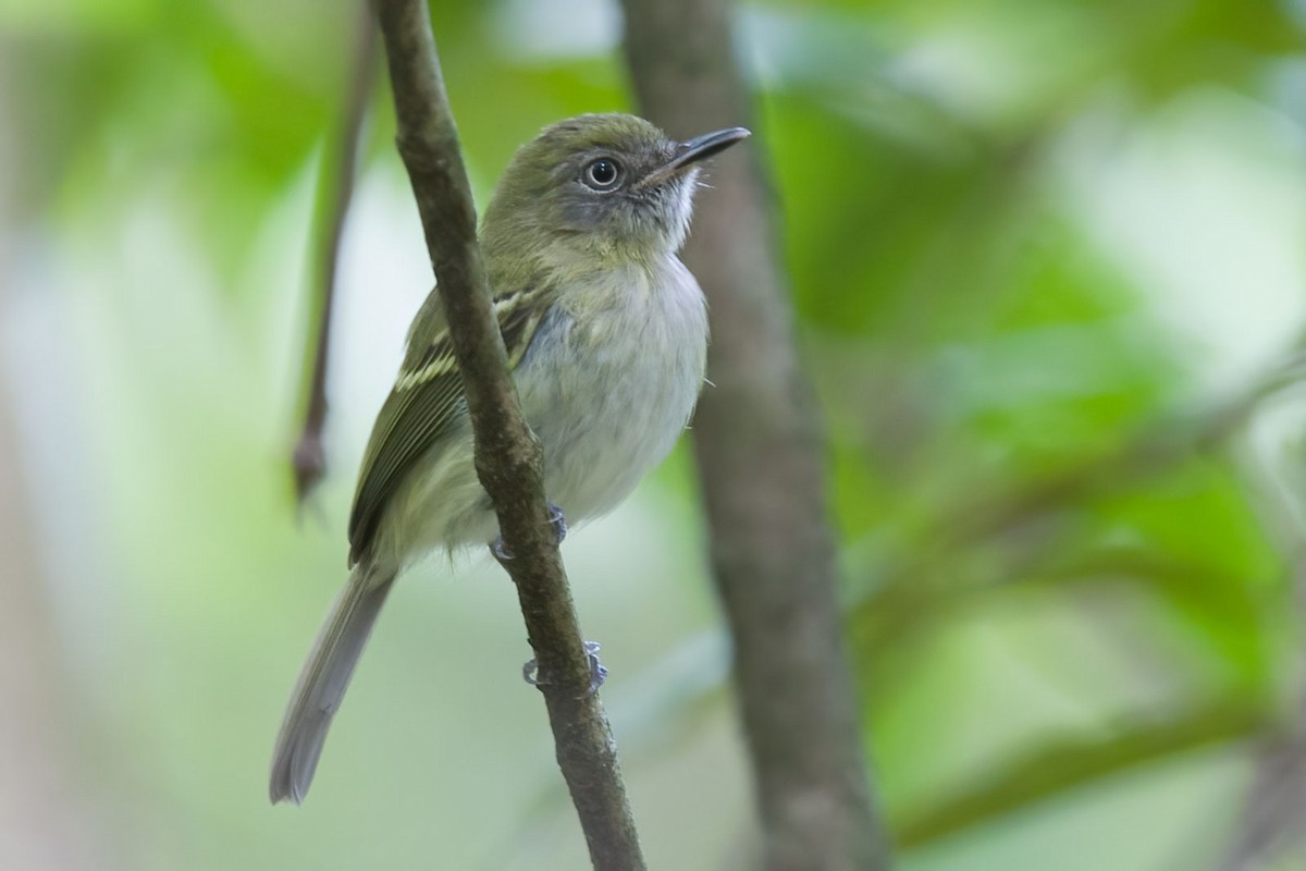 White-bellied Tody-Tyrant - Arthur Grosset