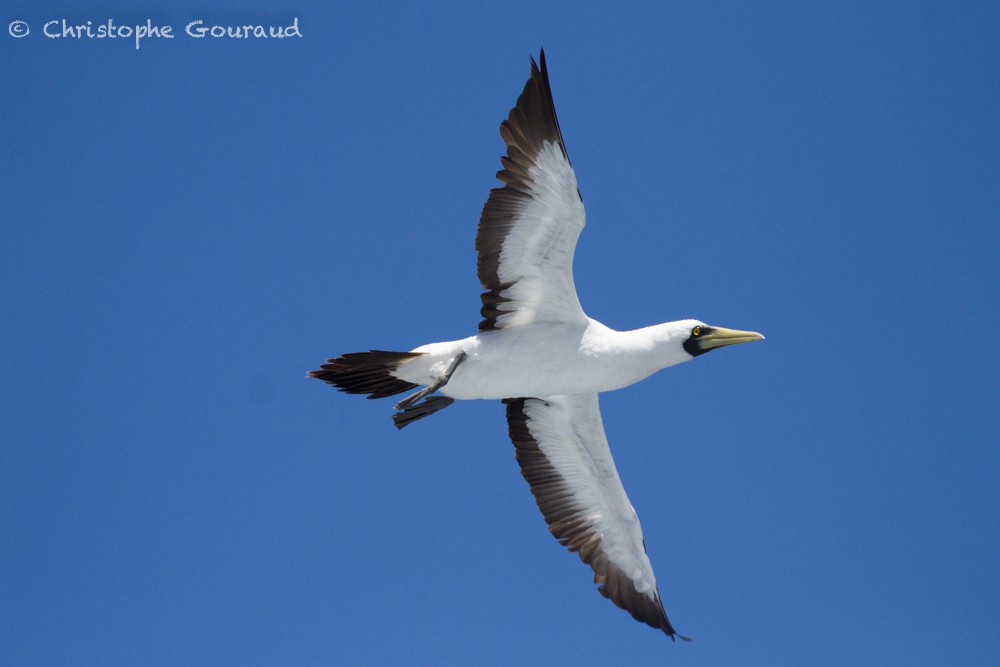 Masked Booby - ML394331381