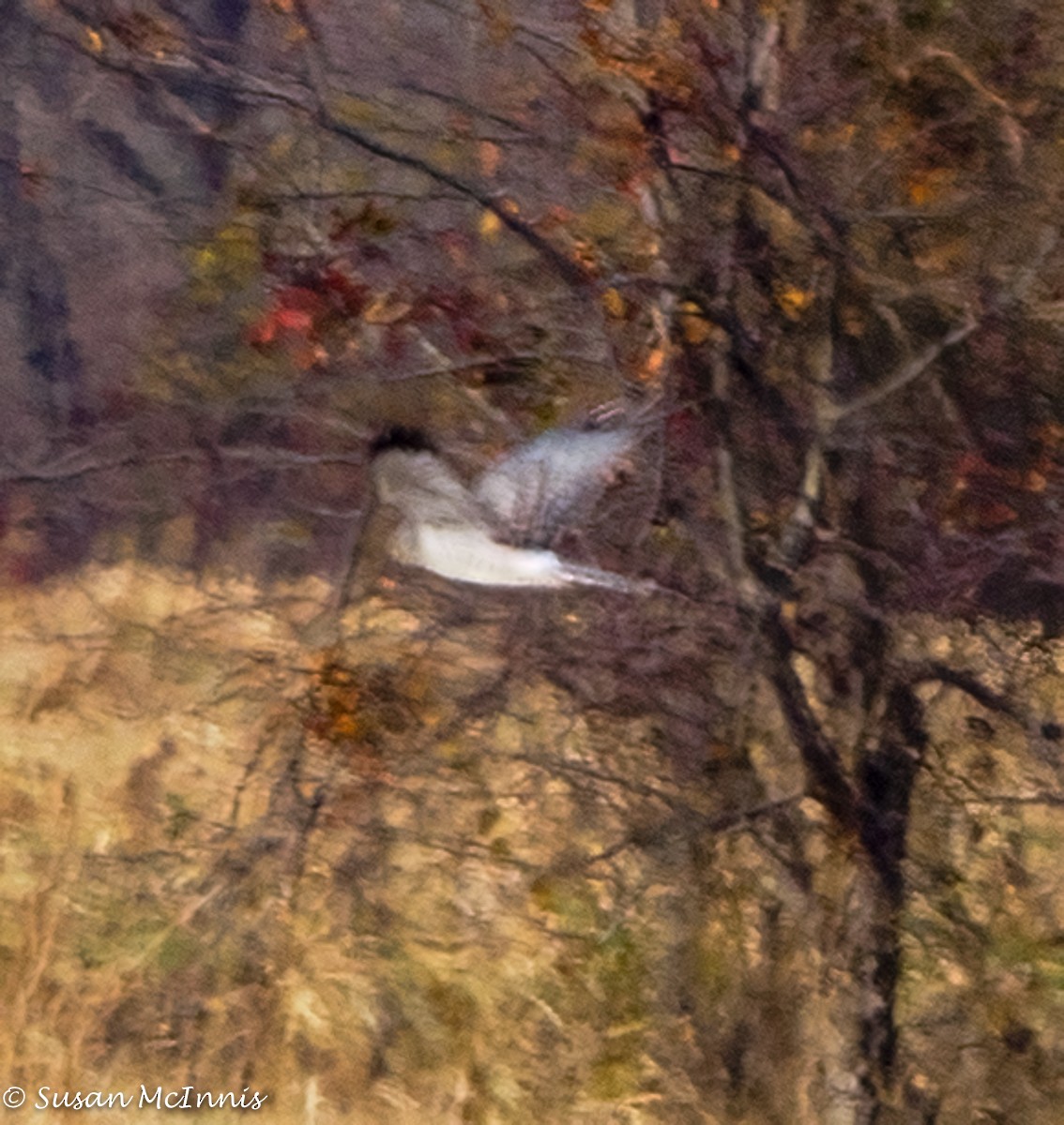 Northern Harrier - ML394332231