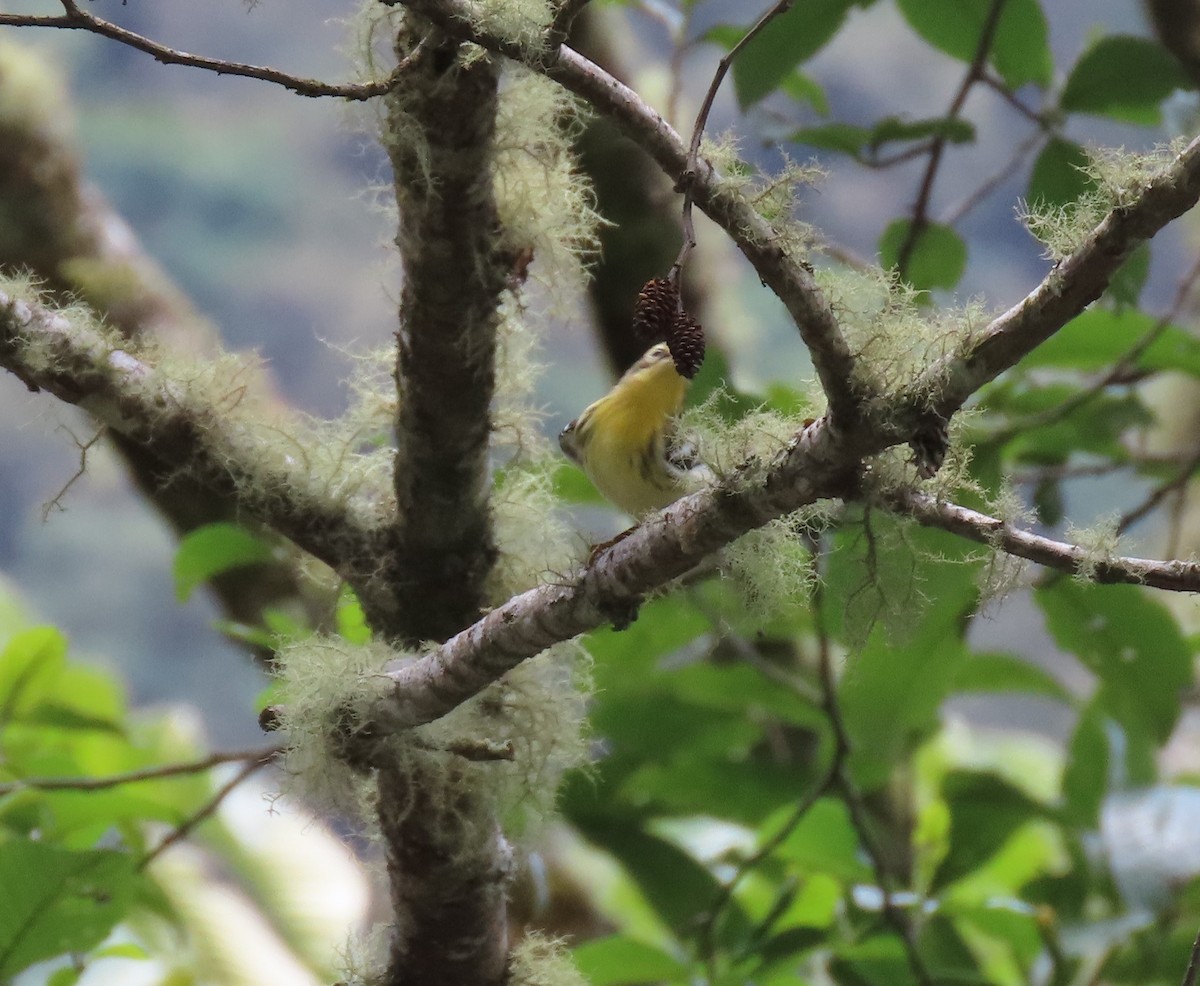 Blackburnian Warbler - ML394334151