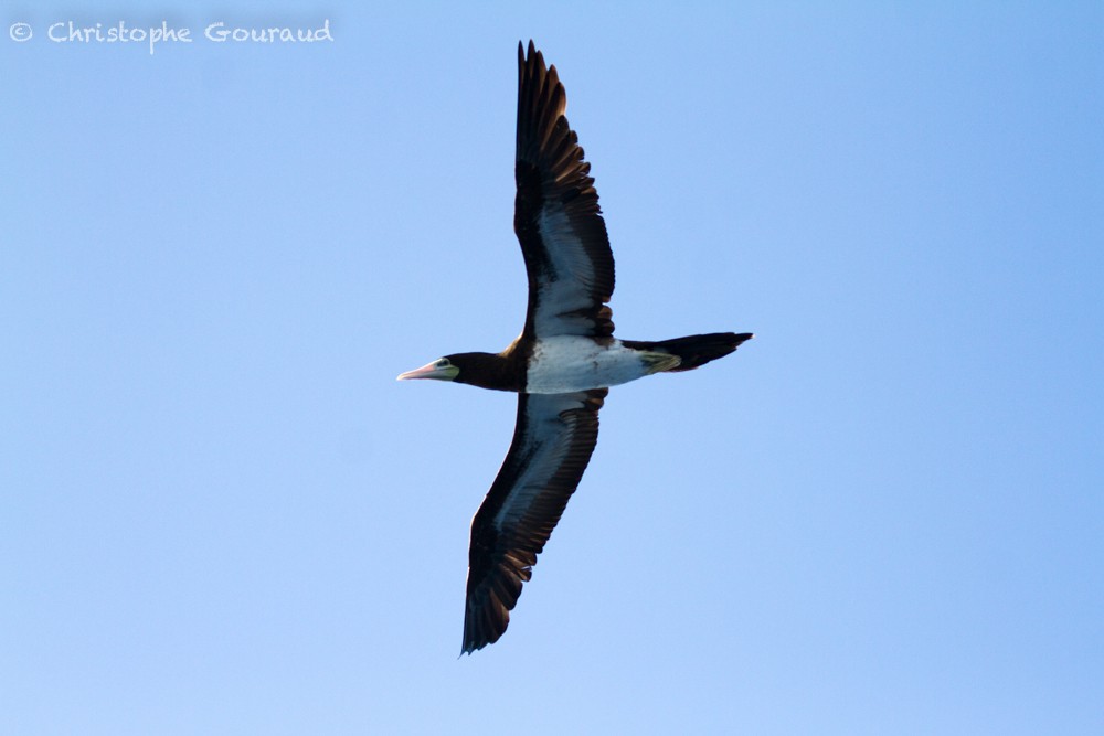 Brown Booby - Christophe Gouraud