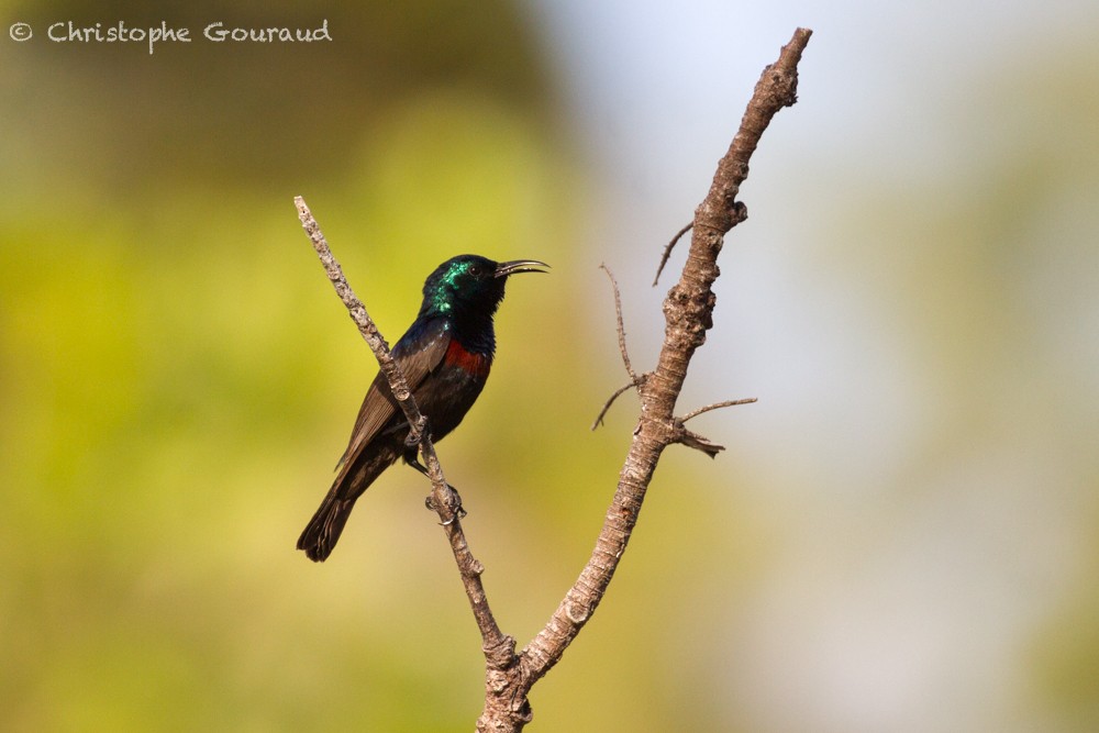 Souimanga Sunbird - Christophe Gouraud