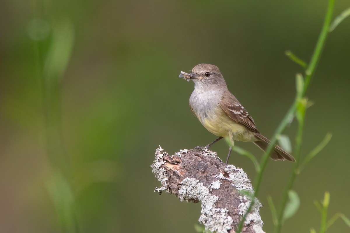 Southern Scrub-Flycatcher - ML394335711