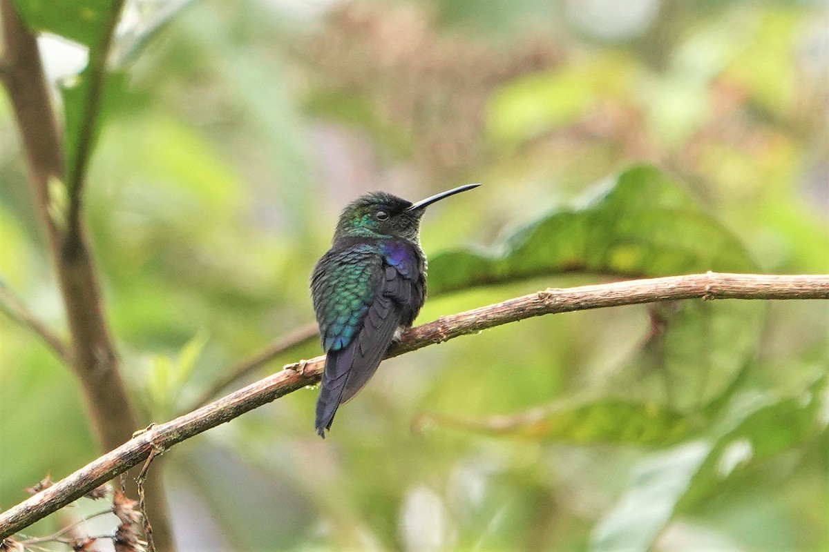 Crowned Woodnymph (Northern/Colombian Violet-crowned) - ML394336361