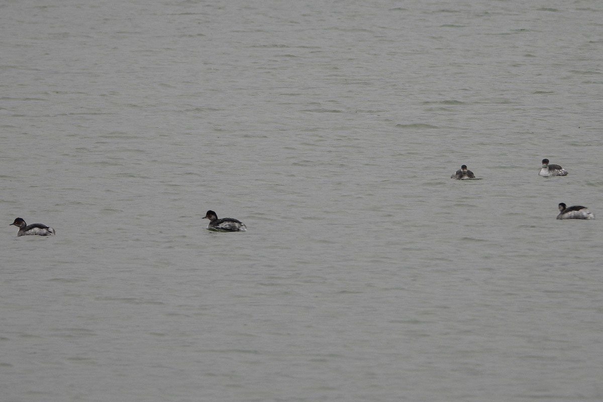 Eared Grebe - ML394336921