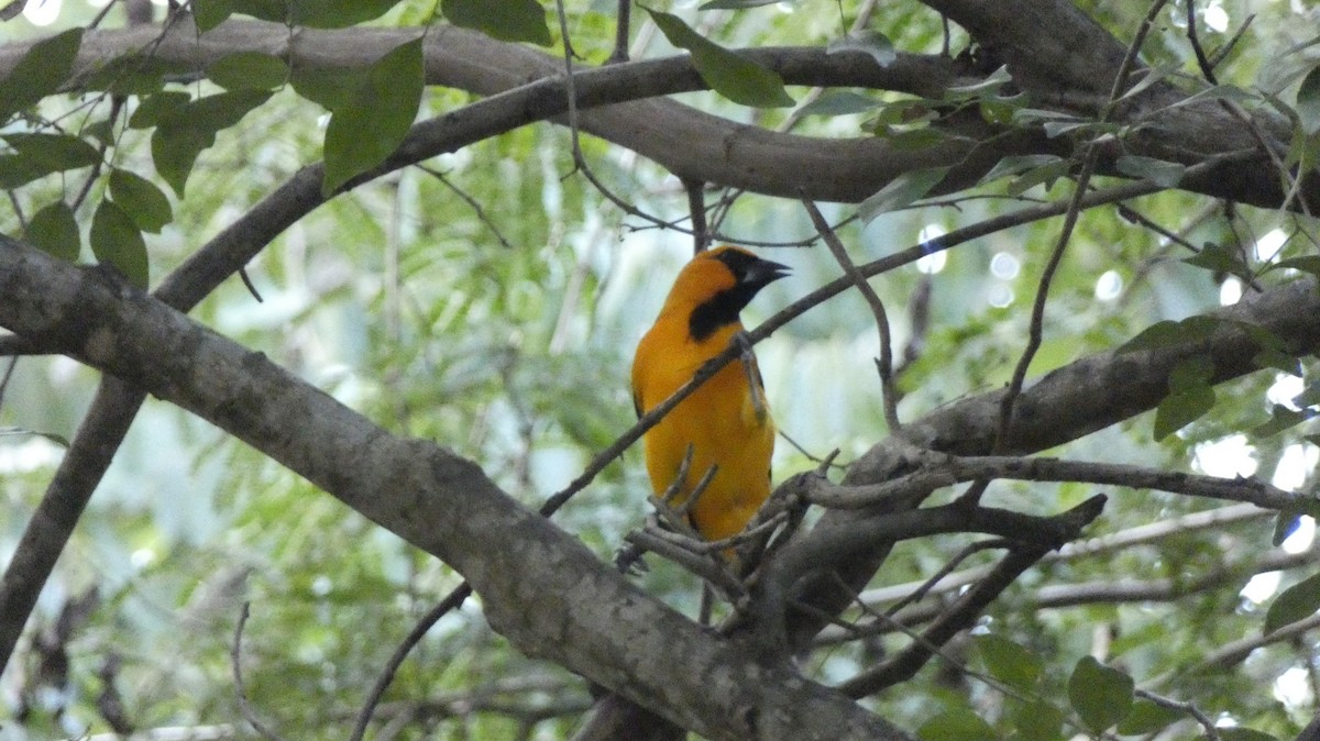 Oriole à gros bec - ML394337571